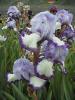 Iris Germanica Chinkiang
