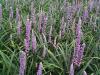 Liriope Muscari Ingwersen