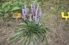 Liriope Muscari Moneymaker