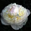 Paeonia Blush Queen