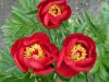 Paeonia Tango