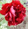 Paeonia hybride Chief Logan