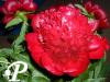 Paeonia lactifolia Red Charm