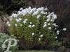 Phlox paniculata Mount Fuji