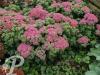 Sedum Carl
