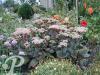 Sedum Joyce Henderson