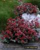 Sedum Red Cauli