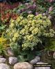 Sedum Sunkissed