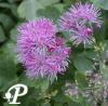Thalictrum Thundercloud