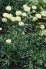 Trollius Alabaster