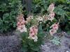 Verbascum Jackie