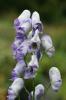 aconitum cloudy