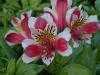 alstroemeria dandy candy